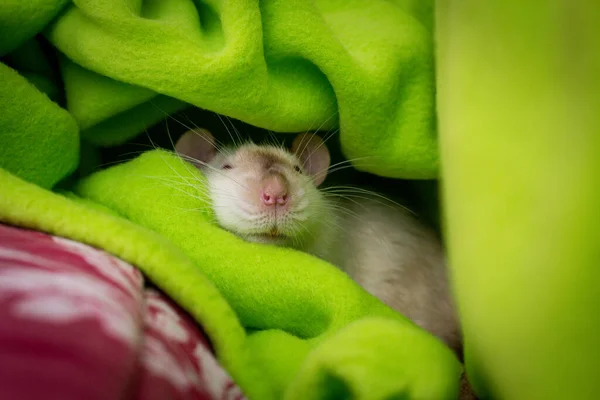 Fancy Pet Syjamski Szczur Śpi Oczami Zamkniętymi Zielony Koc — Zdjęcie stockowe