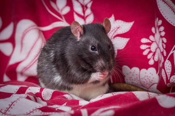 Fantaisie Animal Compagnie Rat Noir Manger Sur Canapé Intérieur — Photo