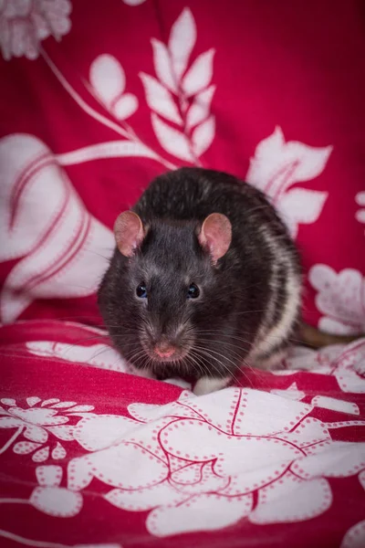 Fantaisie Animal Compagnie Rat Noir Manger Sur Canapé Intérieur — Photo