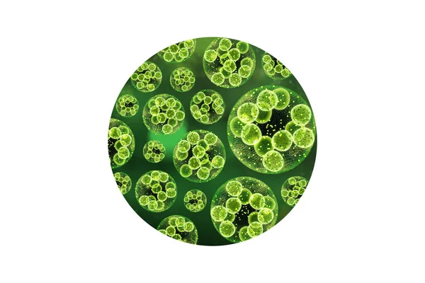 Grüne Einzellige Chlorella Algen Mikroskopisch Kleine Konzeptuelle Illustration — Stockfoto