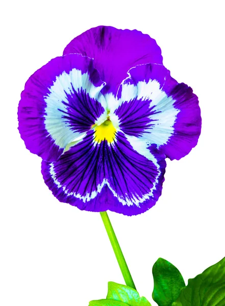 Macešky barevné květinové pozadí z květin pansy. fialový flo — Stock fotografie