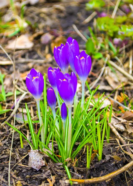 Крокусы Группа Цветка Крокуса Крокус Лонгифлор Букет Фиолетовых Крокусов — стоковое фото