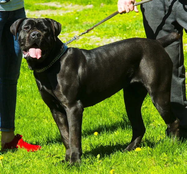 Bastón Corso perro de pie en la hierba —  Fotos de Stock