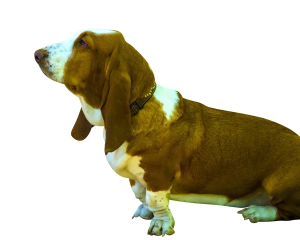 Basset Hound emlős kutya — Stock Fotó