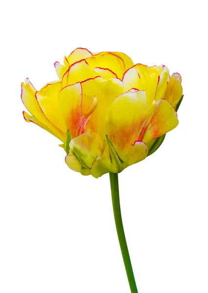 Flores tulipanes amarillos aislados sobre fondo blanco —  Fotos de Stock