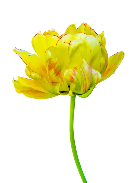 Flowers yellow tulips isolated on white background — Stock Photo, Image