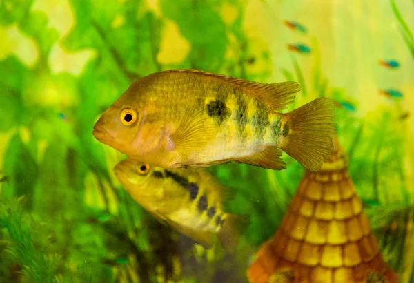 Akvaryum Balık Akvaryum Balık yeşil bitkiler ile suda yüzüyor — Stok fotoğraf