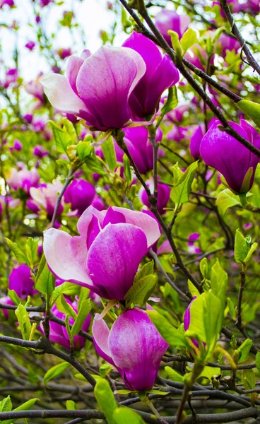 Decoración de pocas flores de magnolia. flor de magnolia rosa aislado — Foto de Stock
