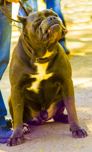 杖コルソ犬 カネコルソ 自然の中の杖コルソ犬 屋外でイタリアのカネコルソ犬 — ストック写真