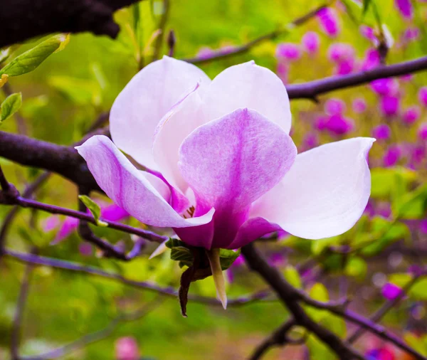 Ozdoba kilka kwiatów magnolii. kwiat magnolii izolować — Zdjęcie stockowe