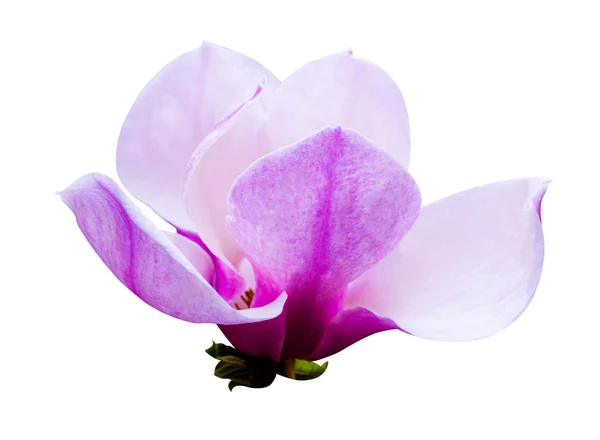 Decoration of few magnolia flowers. pink magnolia flower isolate — Stock Photo, Image