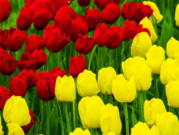 Çiçek Lale. Sarı ve kırmızı laleler — Stok fotoğraf
