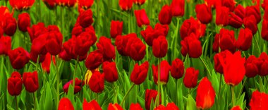 Lale tarlası. laleler çiçek