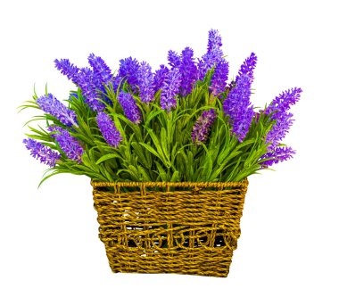 Lavanta sepetle. Lavanta çiçekleri. WH izole lavanta