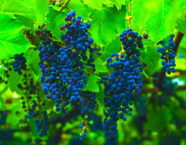 Grapes Blue Grapes Bunch Ripe Grapes Flavored — Stock Photo, Image
