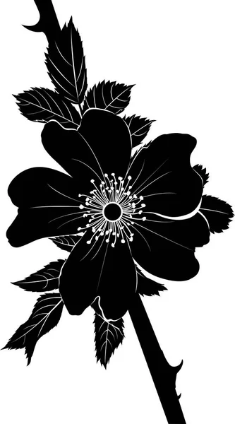 Σκύλος-ροζ. Αγριοτριανταφυλλιάς. Dog τριαντάφυλλο λουλούδι. Ένα υποκατάστημα της ένα ανθοφόρα άγριο τριαντάφυλλο. Το τριαντάφυλλο. Άγριο Τριαντάφυλλο. Φαρμακευτικό φυτό. — Διανυσματικό Αρχείο