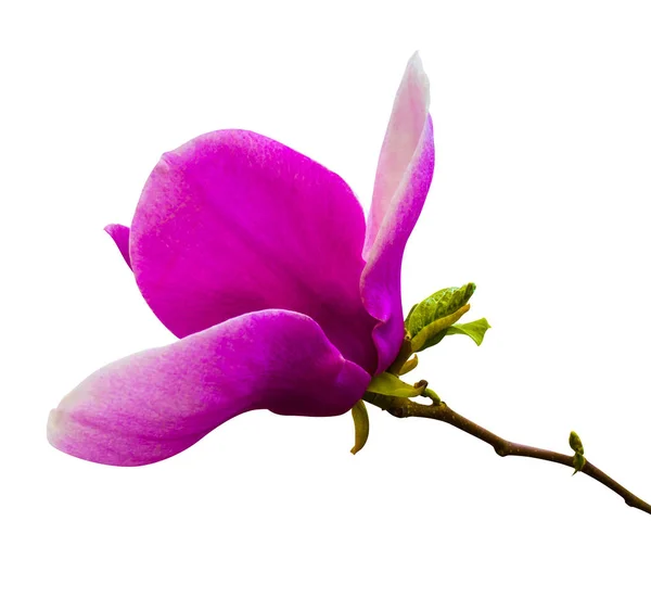 Прикраса кількох квітів магнолії. рожева квітка магнолії ізольована — стокове фото