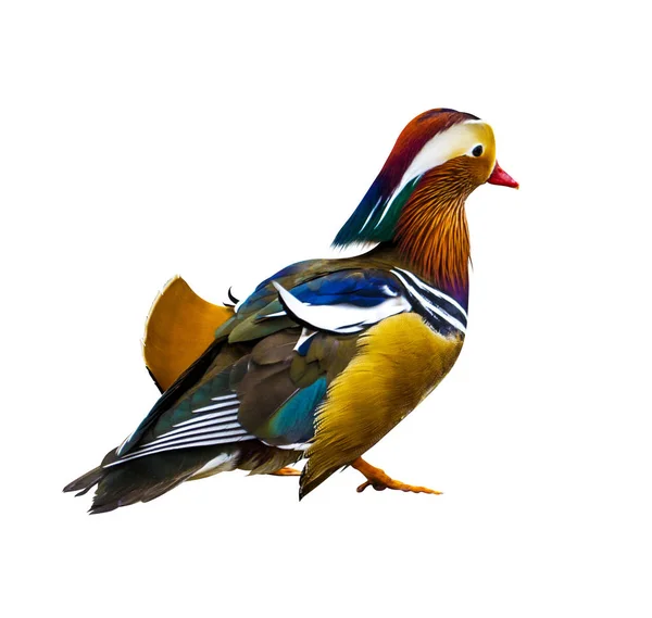 Mandarin and Duck. Vakker mann Mandarin Duck isolert på hvit ba – stockfoto