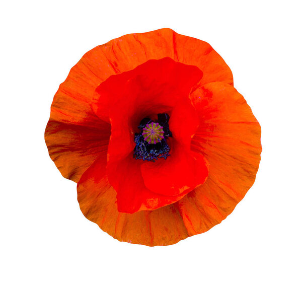 мак. Красный мак изолирован на белом фоне. Красный мак. Мбаппе
