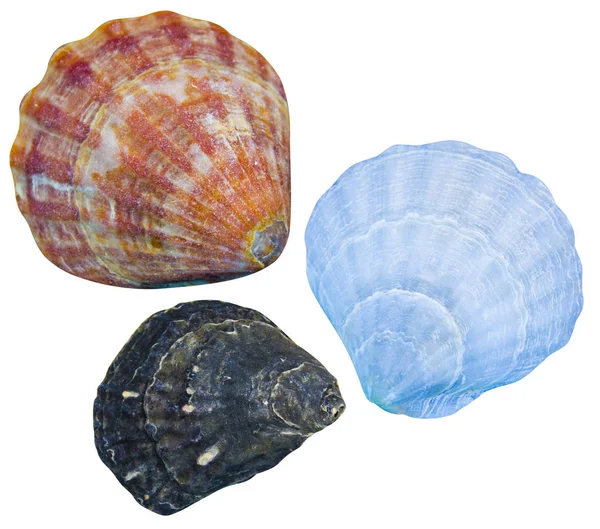 Ракушки изолированы. seashells — стоковое фото