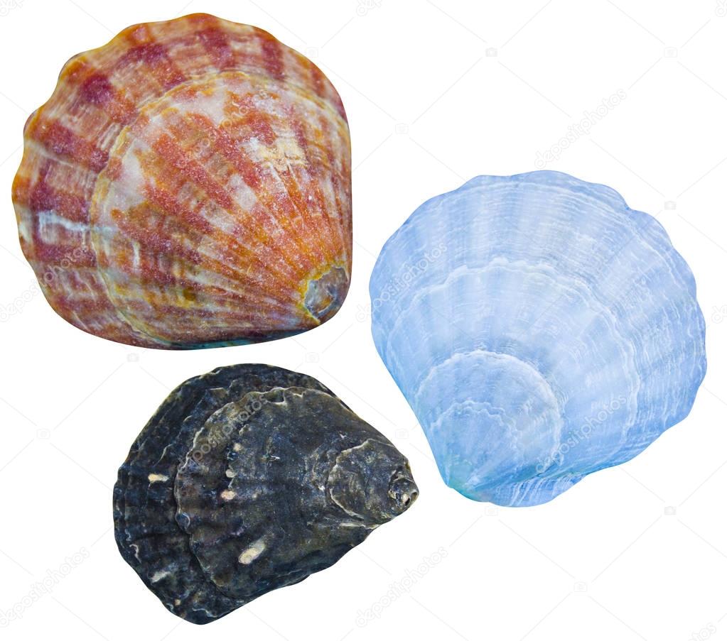 seashells isolated. seashells 