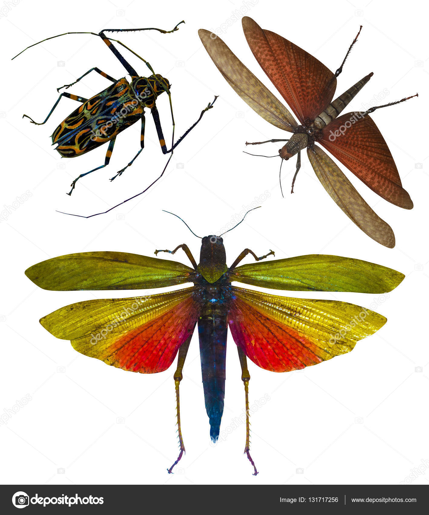 LANGOSTAS INSECTOS EBOOK DOWNLOAD LANGOSTAS INSECTOS EBOOK DOWNLOAD