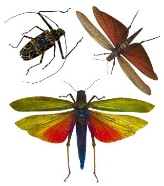 Beyaz arka plan üzerinde izole böcek locust. Locust çekirge