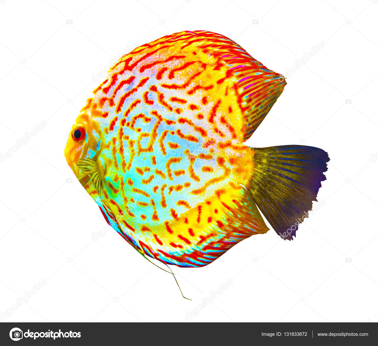 Discus. Discus for aquarium saltwater fish. Discus isolated Stock Photo