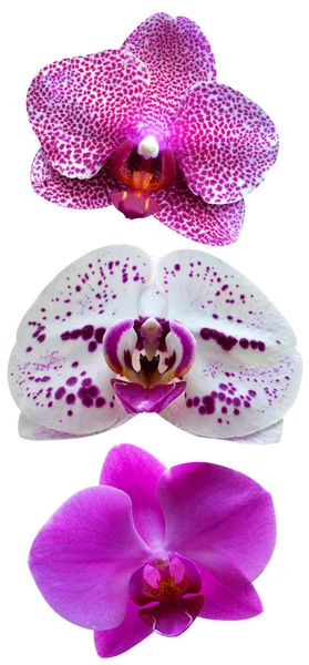 Orchidee. Fiori del Orchid. Un ramo di orchidea isolato su ba bianca — Foto Stock