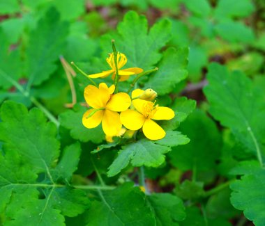 Bahçede kırlangıçotu (Chelidonium). Sağlıklı kavramı. Kırlangıçotu