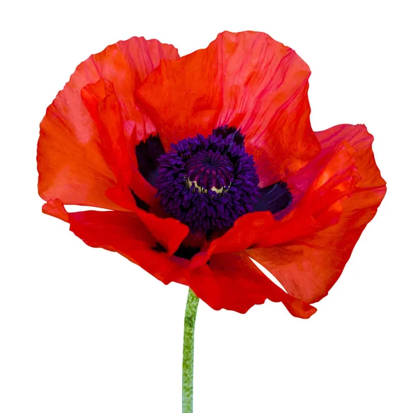 Poppy. red poppy isolated on white background.red poppy. beautif — Stock Photo, Image