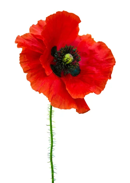 Poppy. red poppy isolated on white background.red poppy. beautif — Stock Photo, Image