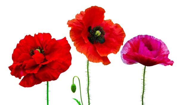 Poppy. rode papaver geïsoleerd op witte background.red klaproos. Beroe — Stockfoto