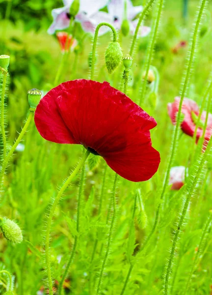 明るい赤いヒナゲシの花のフィールド — ストック写真