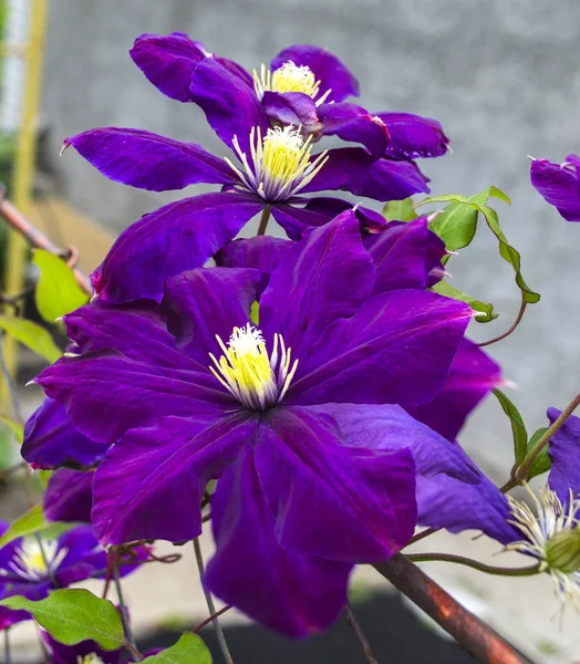 Purple flower of clematis — Stock Photo, Image