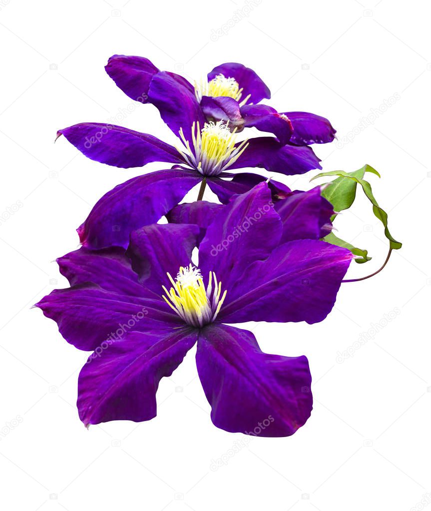purple flower of clematis. clematis flower  isolated  on a white
