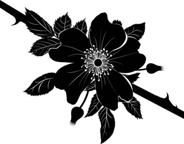 dogrose yükseldi. Beyaz arka plan üzerinde izole çiçeği dekoratif briar yabani gül çiçek. 