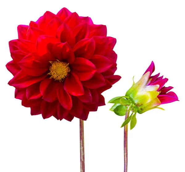 Beyaz zemin üzerine kırmızı dahlia izole çiçek kırmızı yıldız çiçeği — Stok fotoğraf