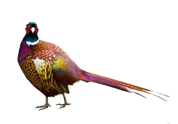Pheasant. Side view of a colorful common pheasant isolated on wh — Stock Photo, Image