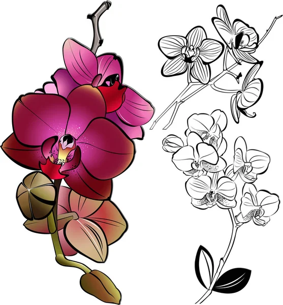 Orchideeën. vectorillustratie. Geïsoleerde orchideeën op een witte achtergrond. Orchideeën. Orchideebloemen. — Stockvector