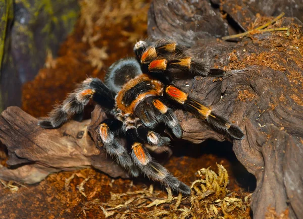 Vogelspinne. Gelbe Beine Vogelspinne Reis. Makro des Faktors — Stockfoto