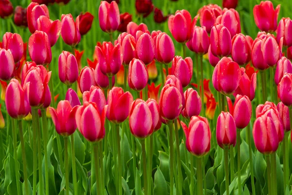 Tulpenfeld. Tulpenblüten. rote Tulpen — Stockfoto