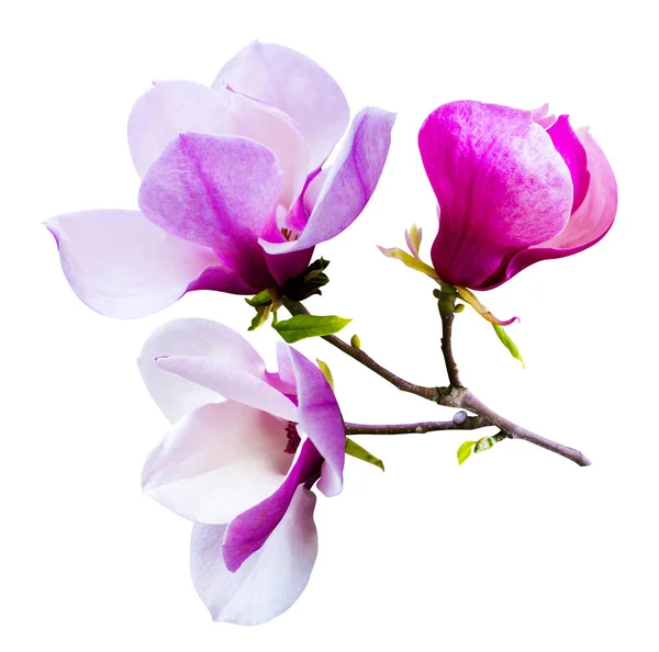 Decoration of few magnolia flowers. pink magnolia flower isolate — Stock Photo, Image