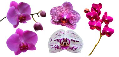 Orkide. Orkide çiçekleri. Bir dal orkide beyaz ba izole