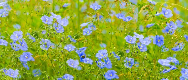 Flax flowers. A field of blue flax blossoms. blue flax. blue fla — Stock Photo, Image