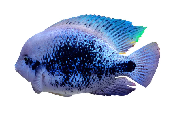 Cichlid aquariumvissen. Cichlid aquariumvissen geïsoleerd op witte b — Stockfoto