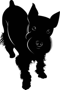 minyatür schnauzer minyatür köpek
