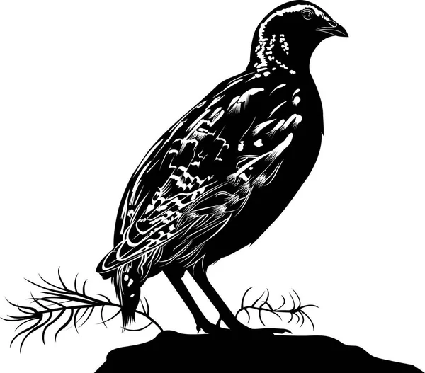 Quail. bird quail. Vector silhouette of standing Common quail. — Stock Vector