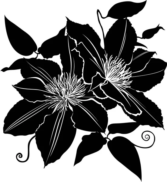 Clématite. fleur clématite. Branche de fleurs de clématite vectorielle. Illustration vectorielle dessinée à la main de fleurs clématites — Image vectorielle
