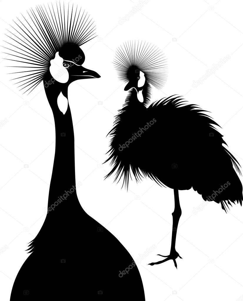 Balearica regulorum. Vector silhouette of standing Crowned Crane. The Cranes. birds The Cranes